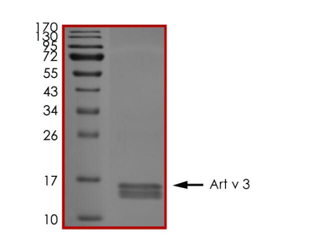 The purity of Art v 3 was determined to be >90% by densitometry.